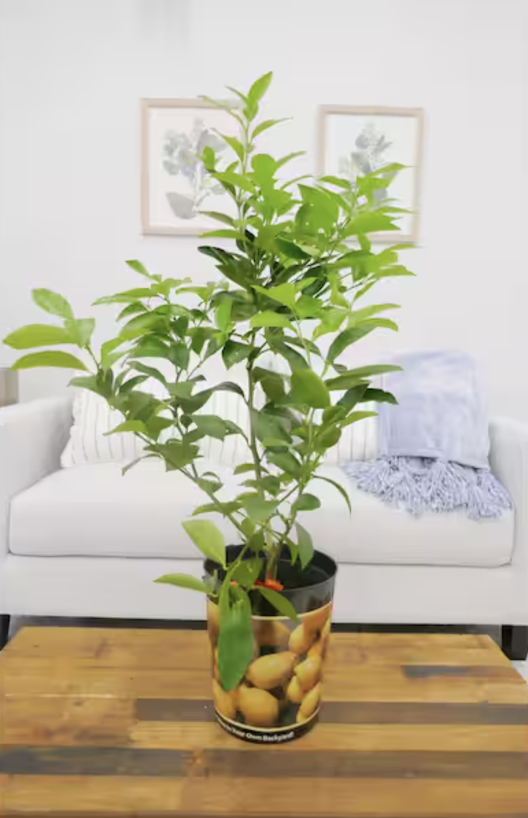 1 Gal. Improved Meyer Lemon Tree Live Tropical Tree with White Flower to Yellow Fruit 1-Pack $32.97