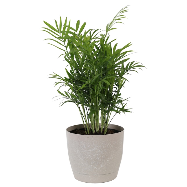 Today Only Costa Farms Live House Plants Parlor Palm Tree House Plant in 6 Pot $15.74 More Free Shipping Orders $45